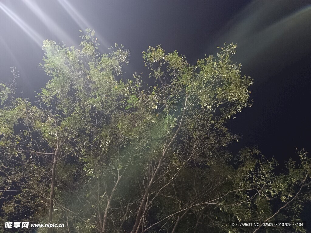 夜中树枝映着光束