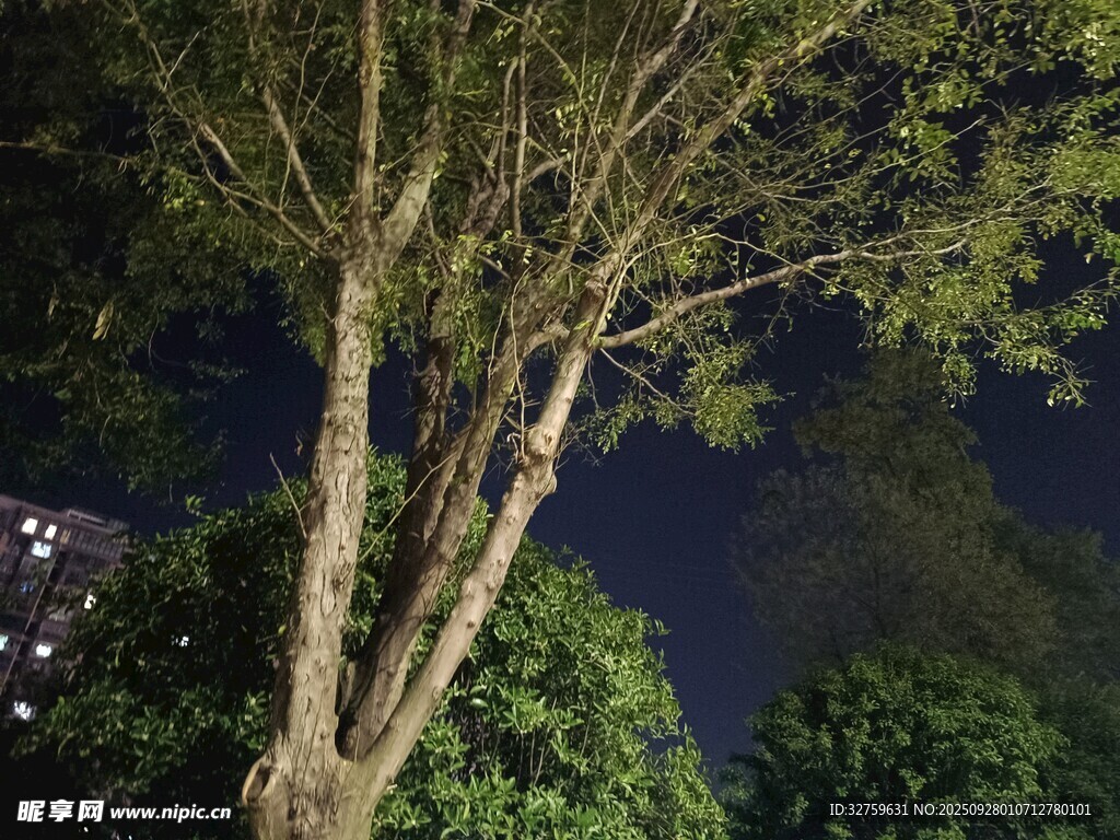 夜晚大树的静谧景象