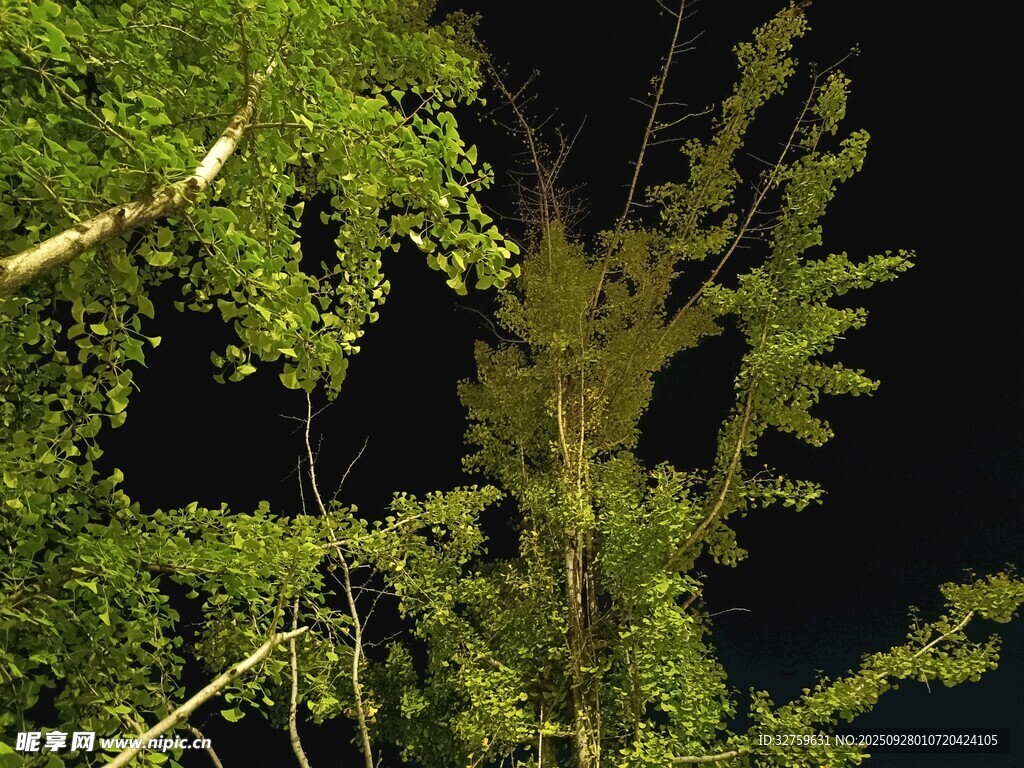 夜晚中的葱郁树枝