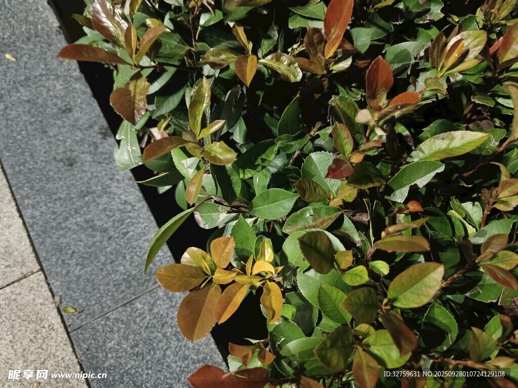 路边多彩叶片的绿植