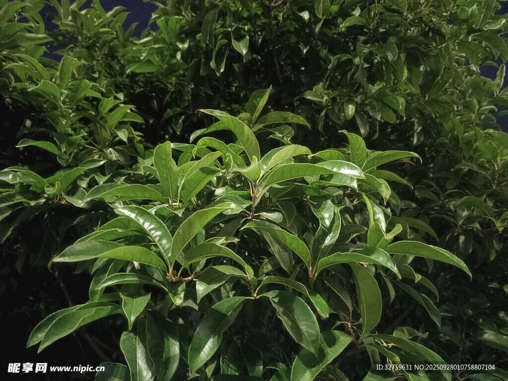 翠绿繁茂的植物枝叶