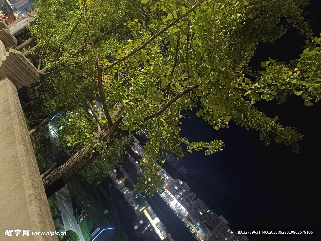 夜晚街边绿树与城市灯火