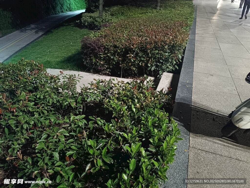 路边绿植景观