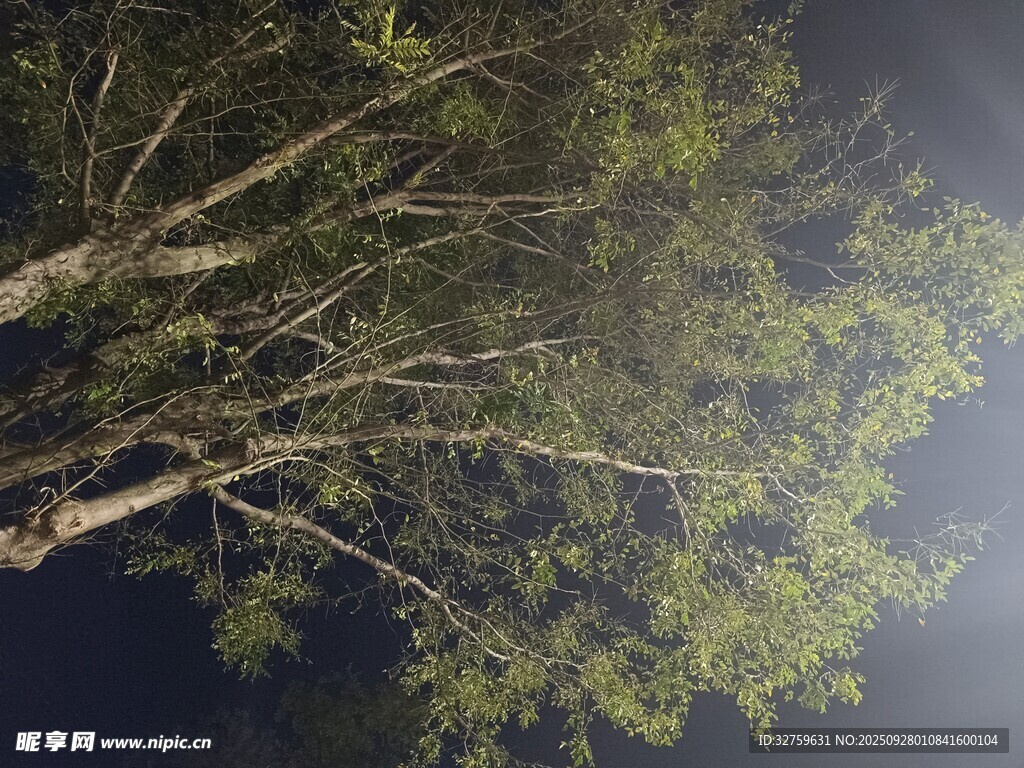 仰望夜空下的繁茂树枝