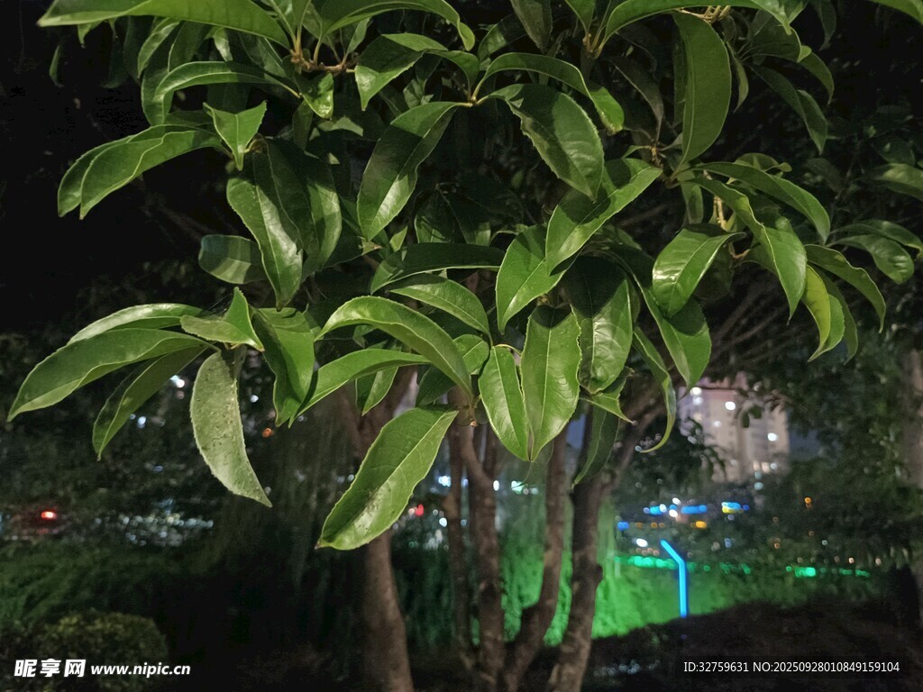 夜间绿植景观
