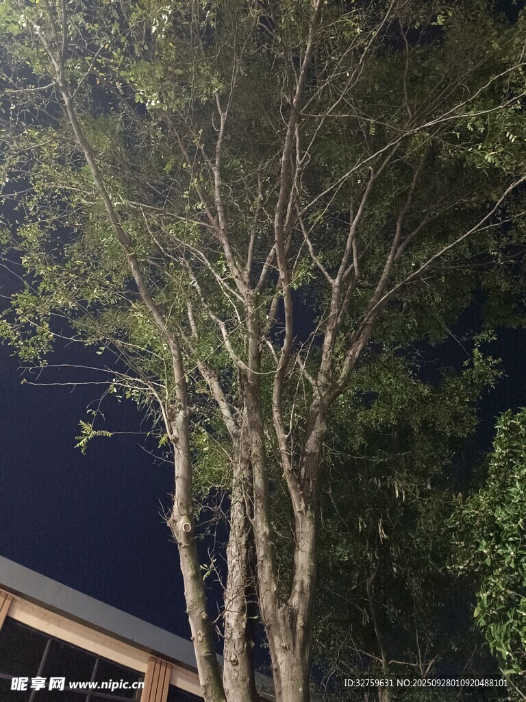 夜间树木景观