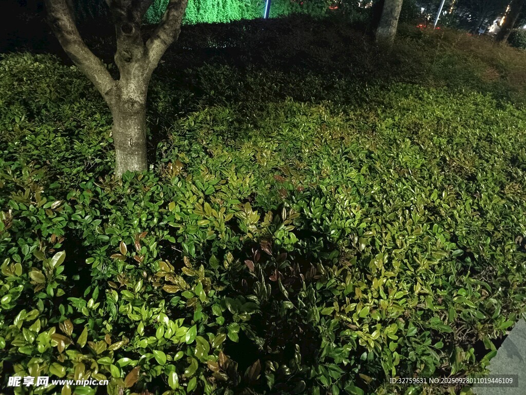 夜晚路边绿植景观