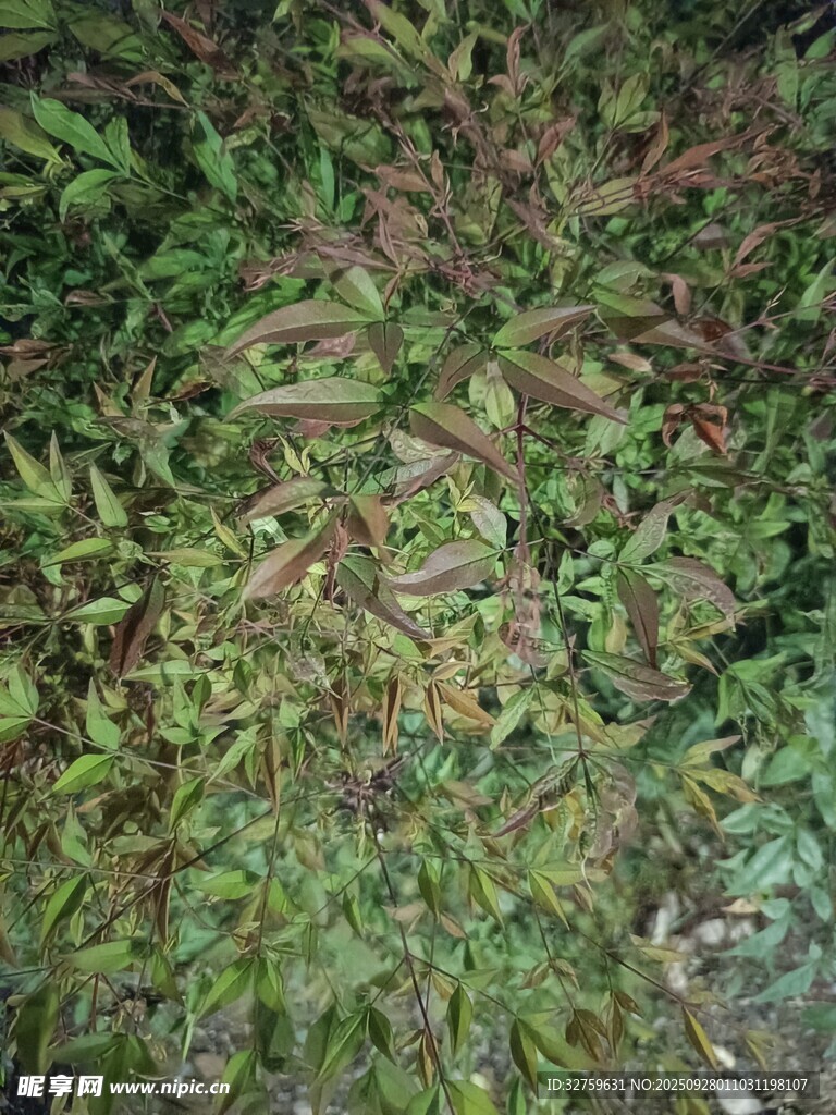 茂密蕨类植物景观