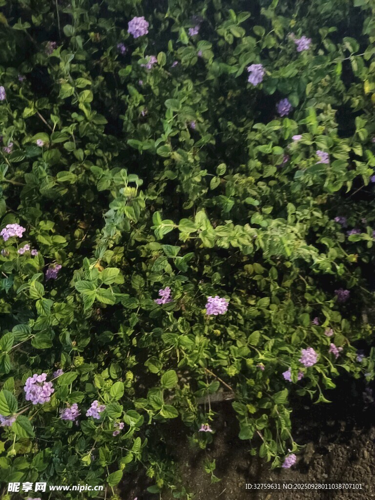 绿叶丛中的紫色小花