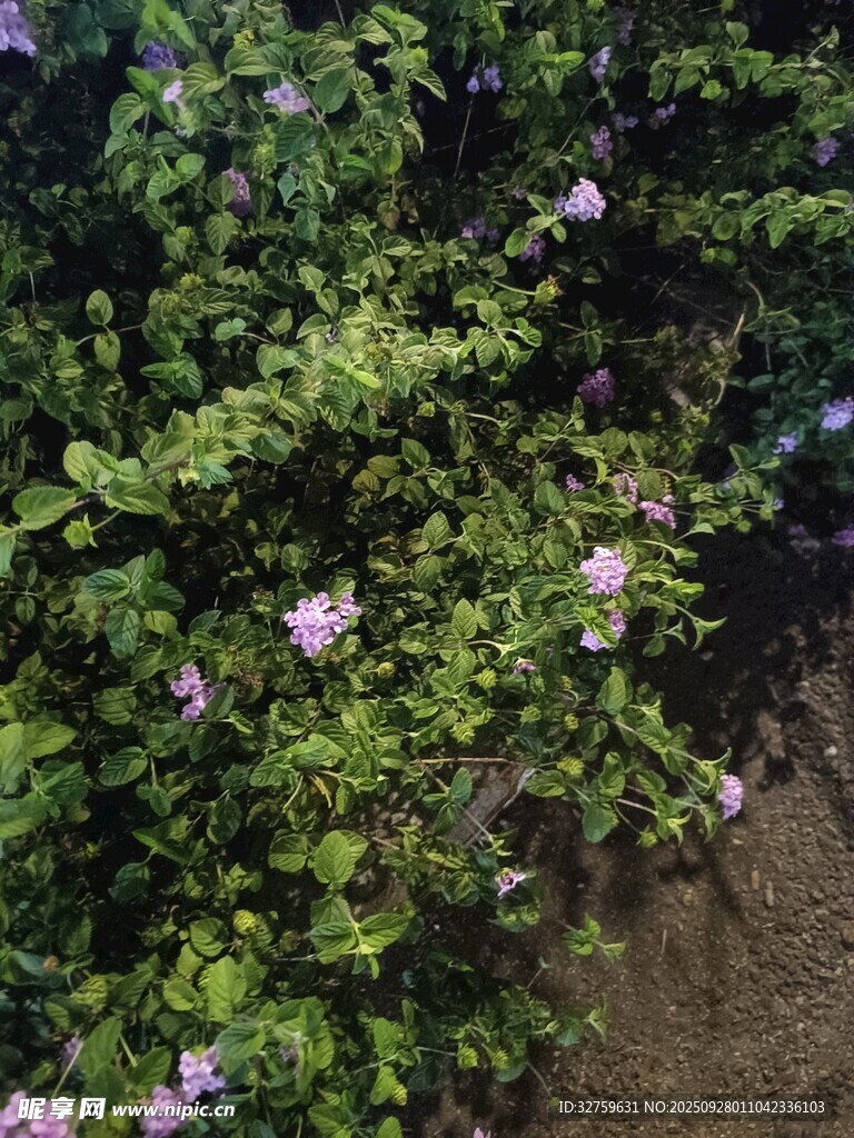 繁茂花丛中的紫色小花