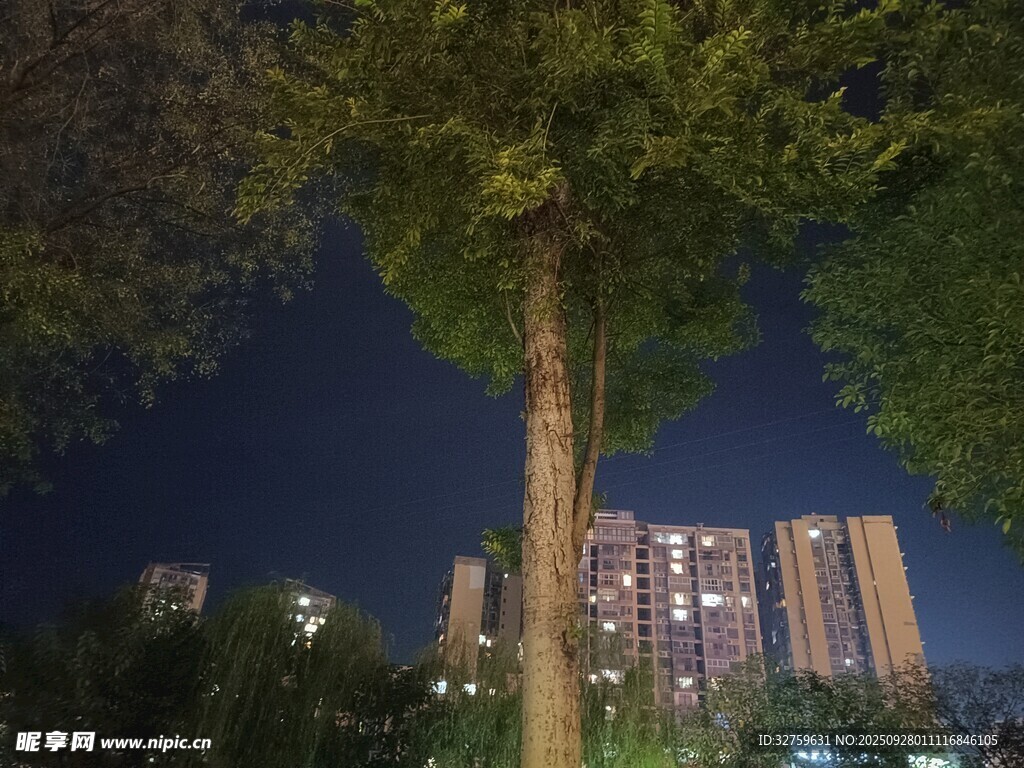 夜树下的城市高楼景观