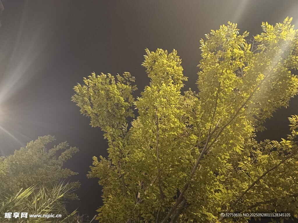 夜幕下透光的葱郁树木