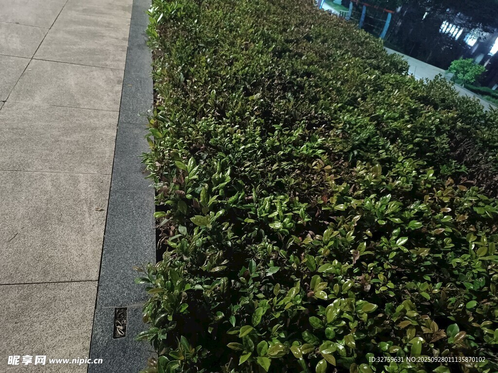 路边翠绿的低矮灌木丛