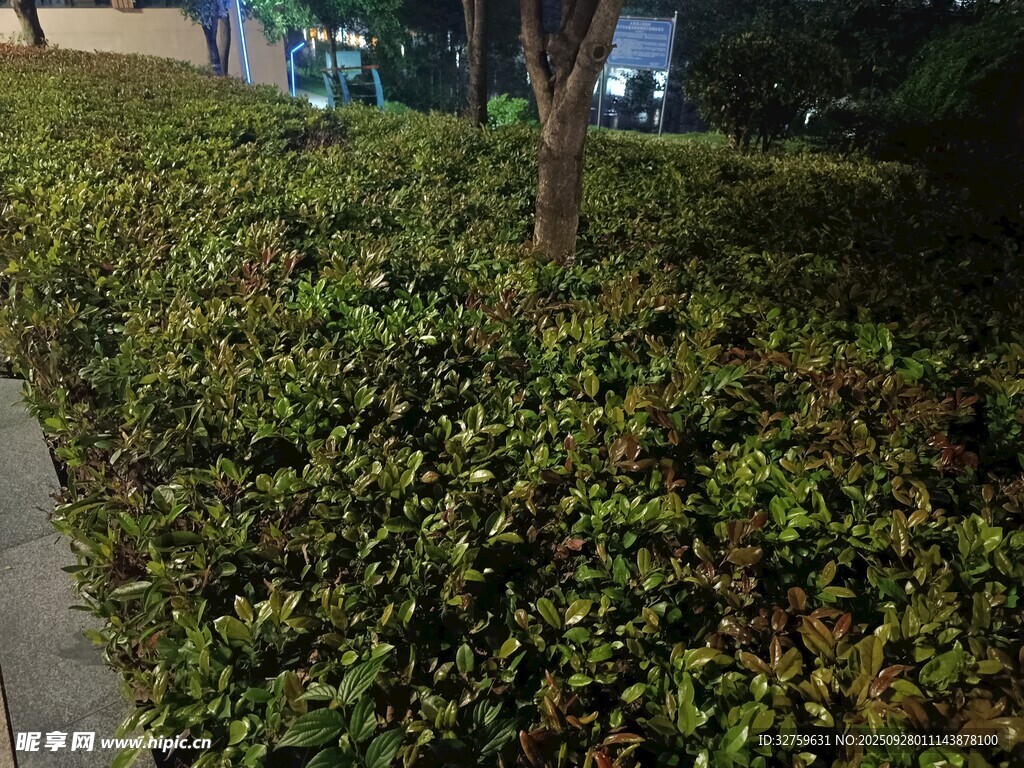路边繁茂的绿色灌木丛