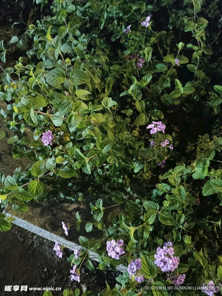 绿叶丛中的紫色小花