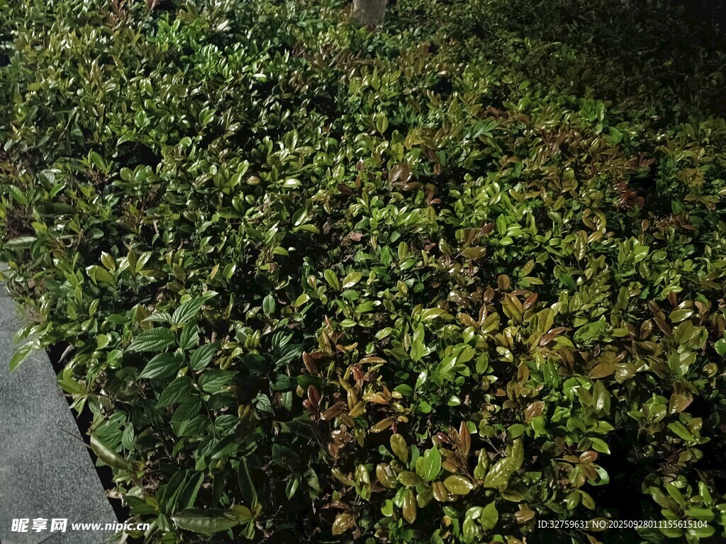 地面绿植景观