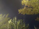 雾中绿植景观