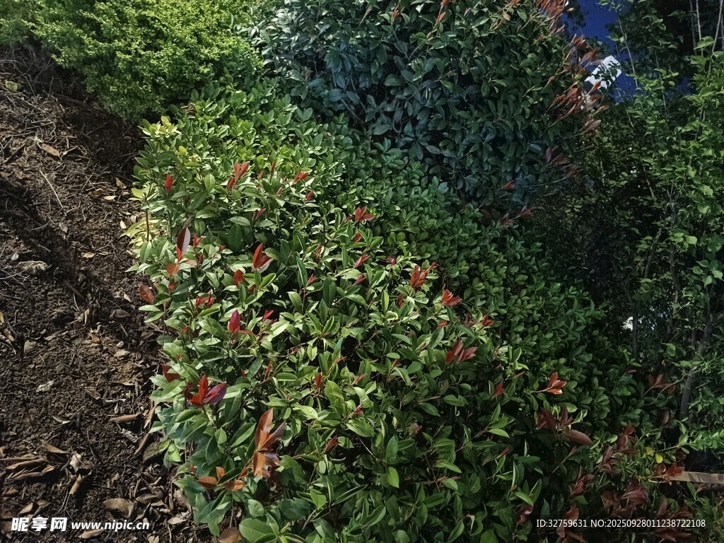 花园绿植景观