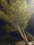 夜晚中的挺拔树木