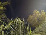 夜间绿植景观
