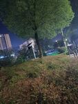夜晚城市中的树木与草地
