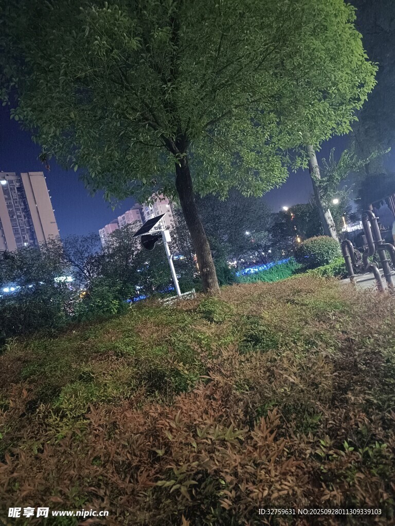 夜晚城市中的树木与草地