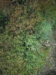 地面绿植景象