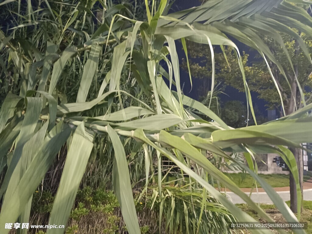 翠绿芦荟叶片特写