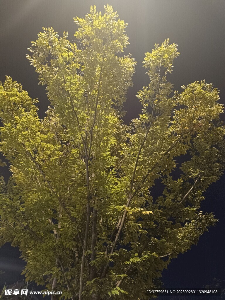 阳光下的葱郁树木