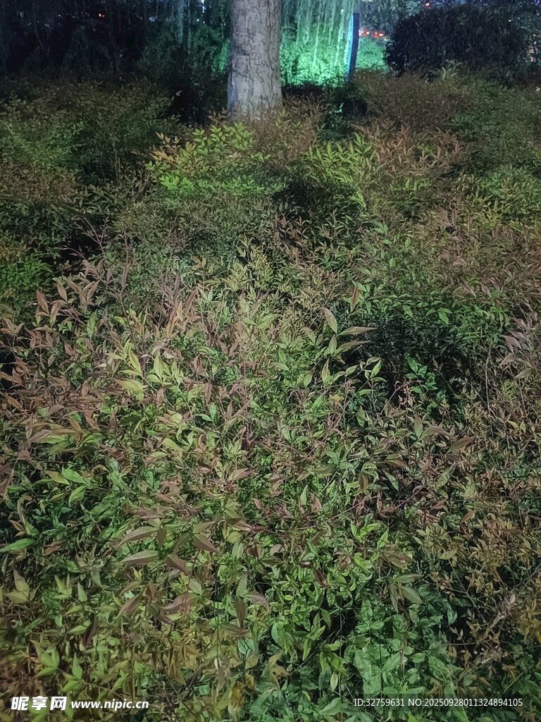 夜间野外绿植景观