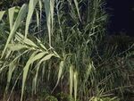 夜间生长的翠绿植物