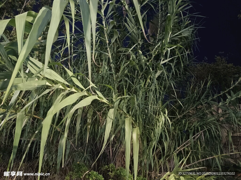 夜间生长的翠绿植物