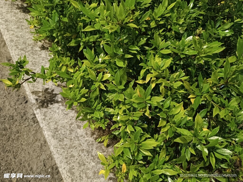 路边翠绿灌木丛