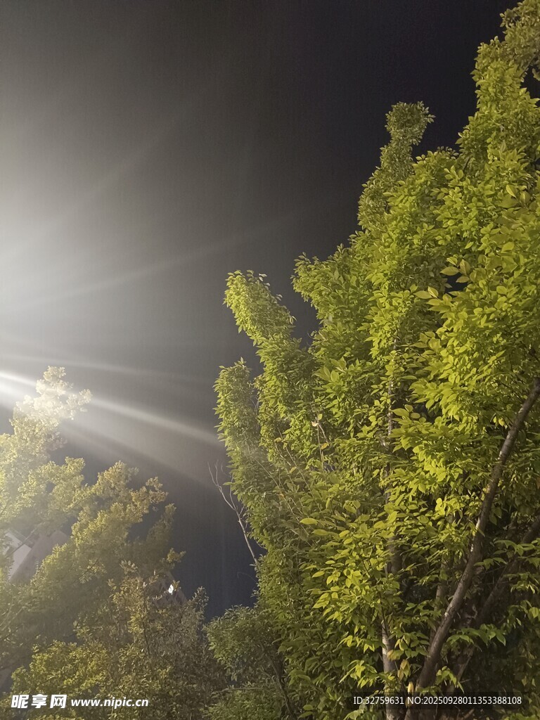 夜中树影与光束的美妙景象