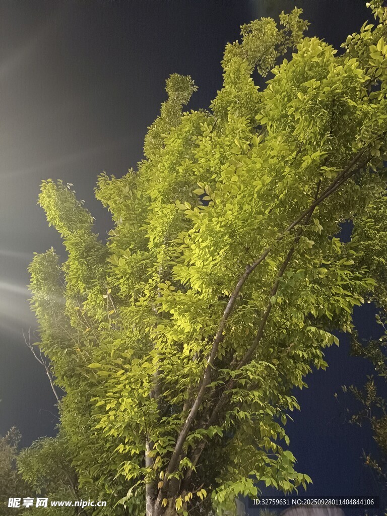 阳光穿透绿树生机盎然