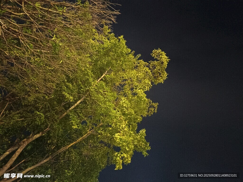 夜空中的葱郁树木