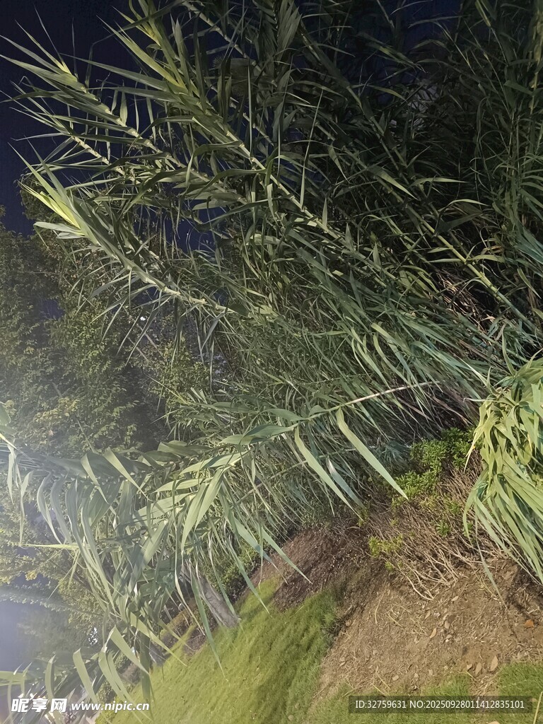 夜间的绿植枝叶特写