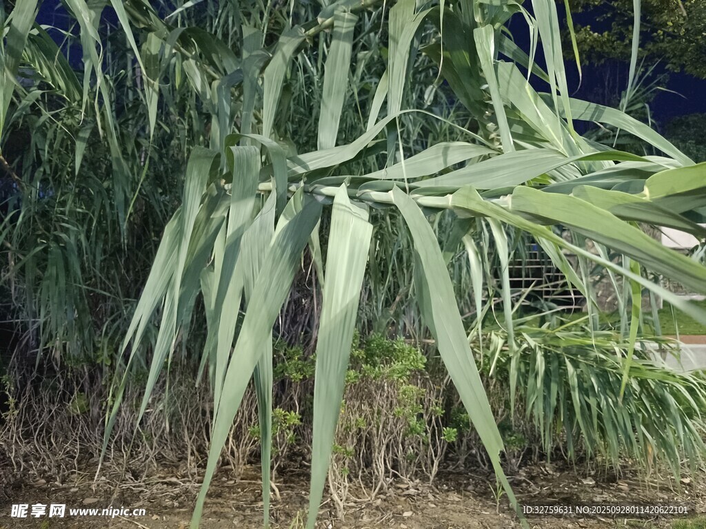 细长叶片的绿色植物