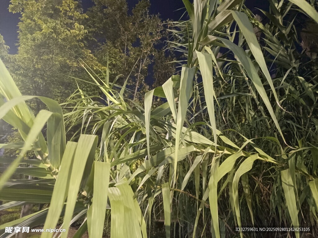 夜间的翠绿竹林