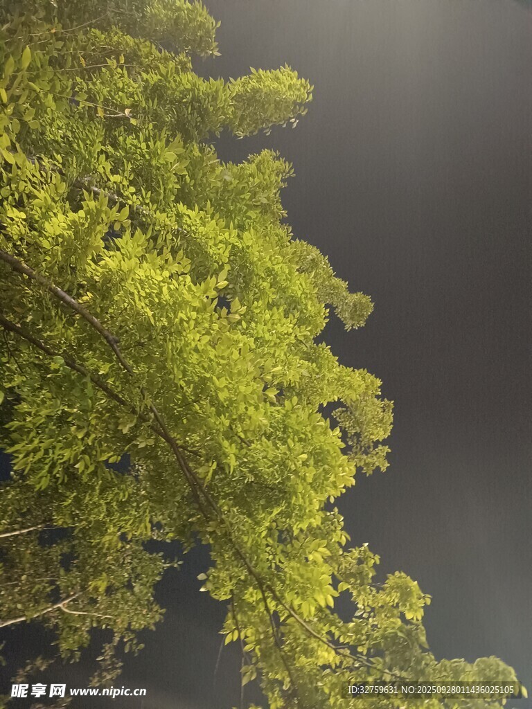 阳光下的翠绿枝叶