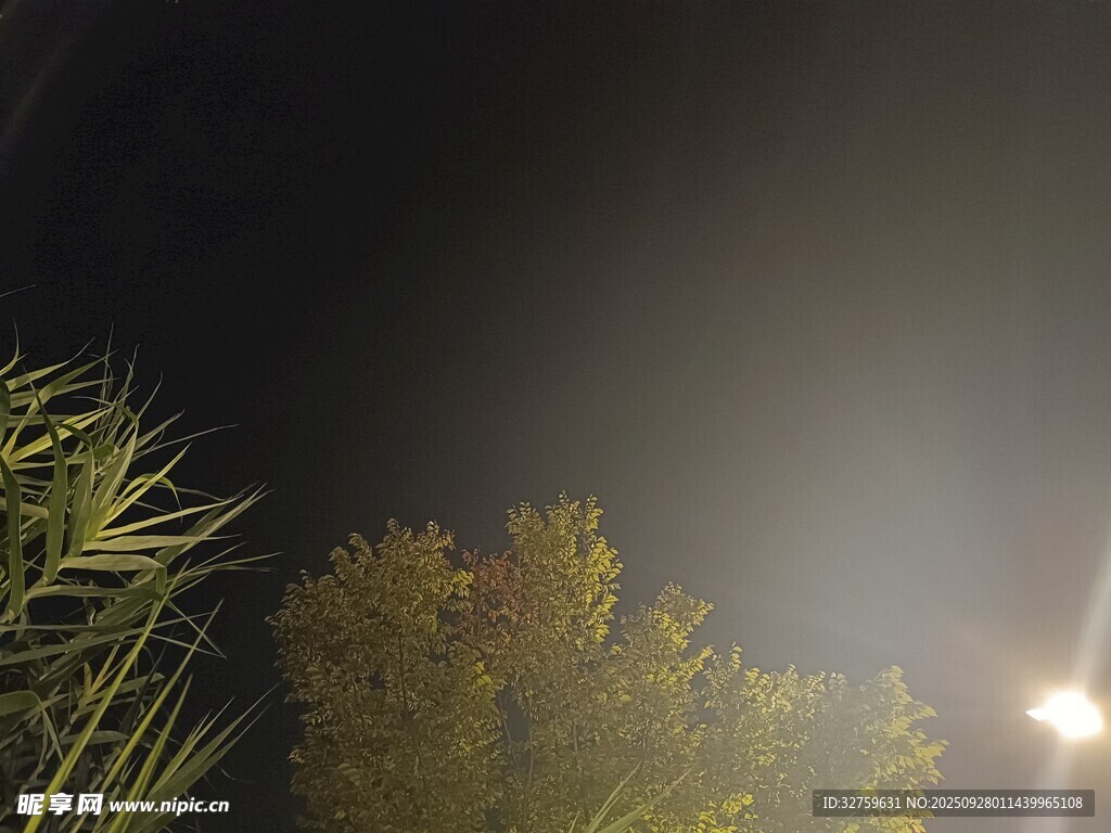 夜晚灯光下的绿植景象