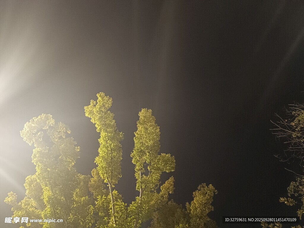 阳光穿透树木洒下美景