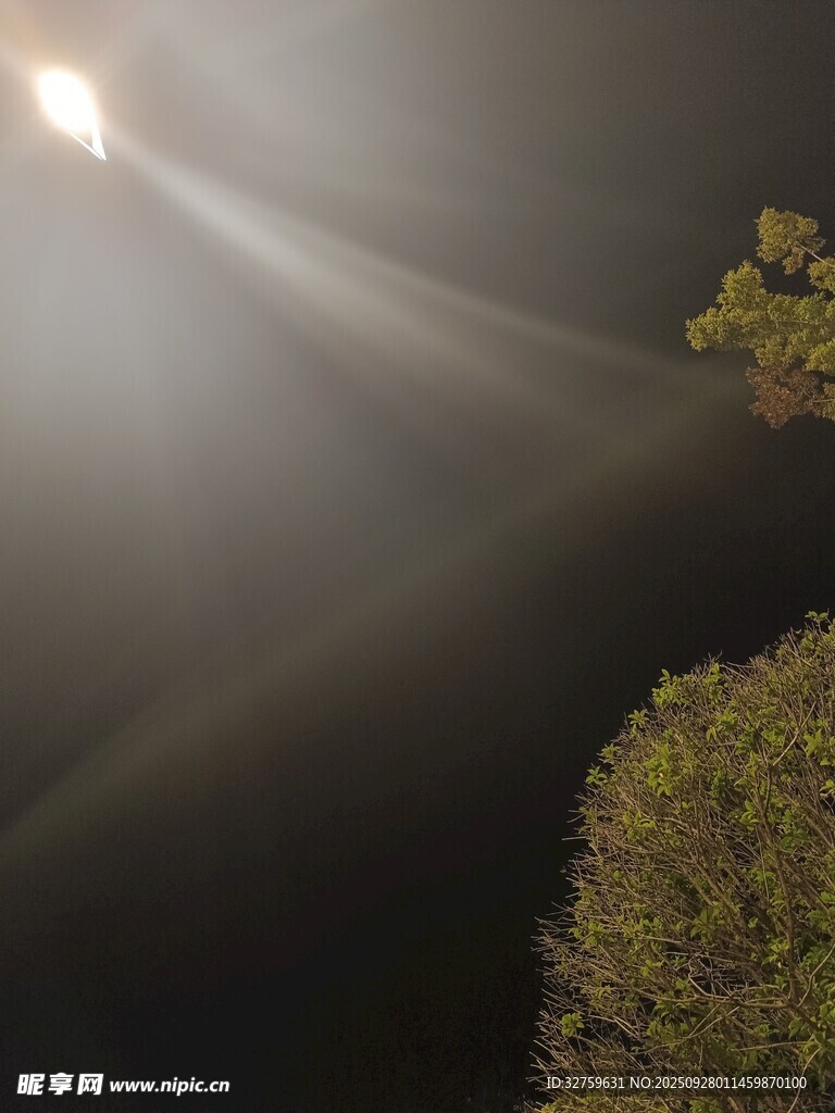 月光穿透树林的静谧瞬间