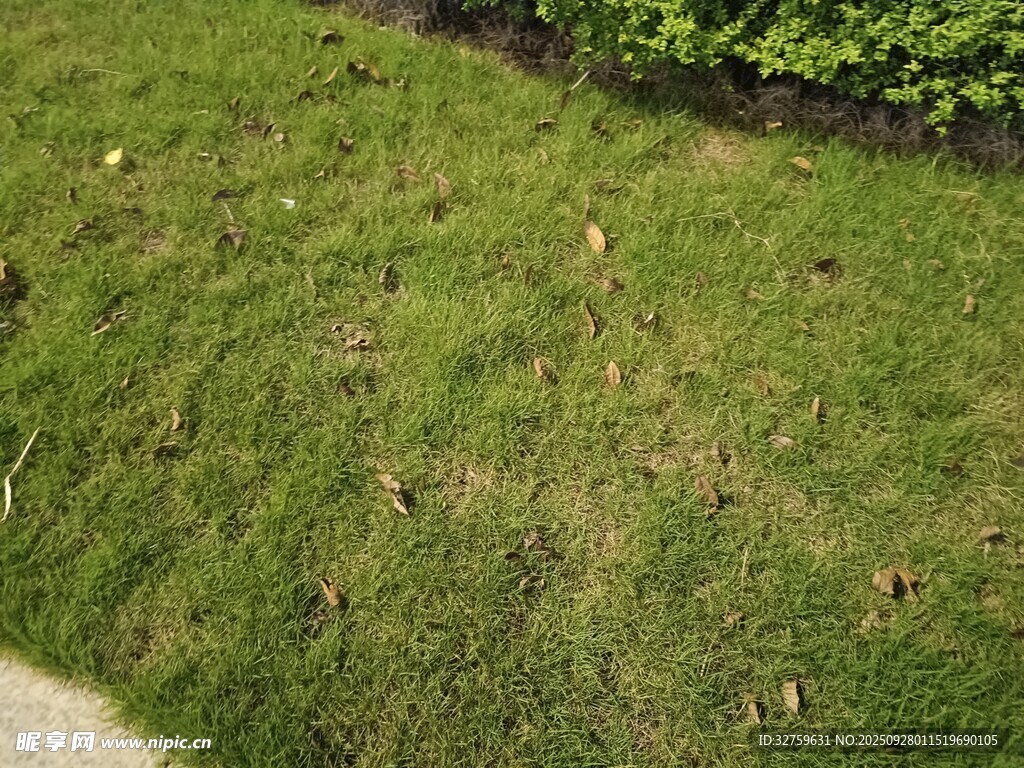 翠绿草坪与边缘绿植景观