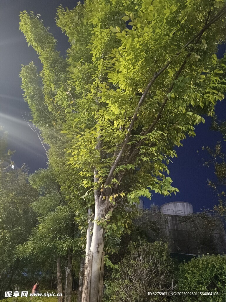 夜下葱郁树木
