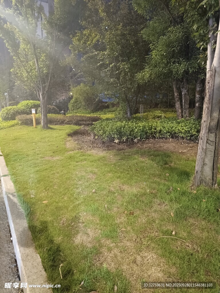 阳光照耀下的绿意庭院