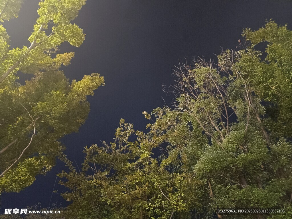 仰望夜空下的繁茂绿树