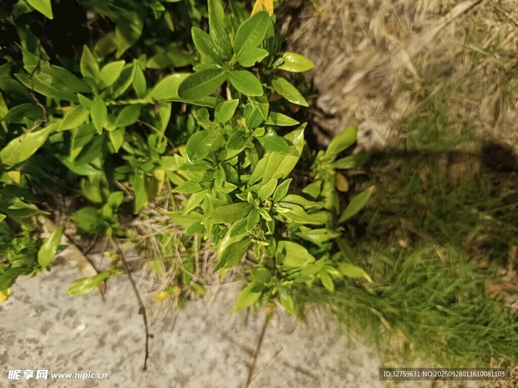 地面上的嫩绿植物
