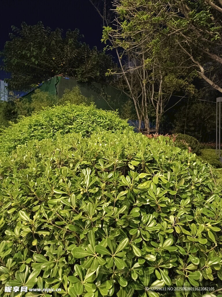 夜晚中的葱郁绿植