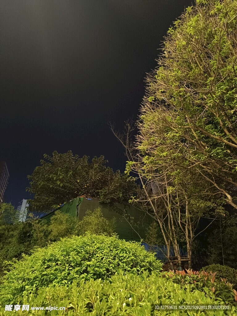夜晚绿植景观